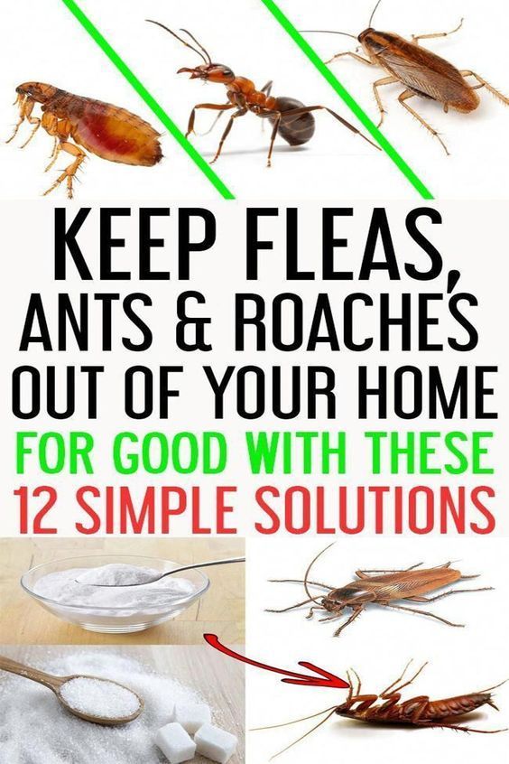 the steps to keep fleas and roachies out of your home for good with these 12 simple solutions