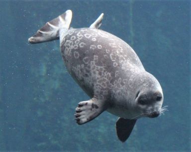 a gray seal floating in the water with its mouth open and it's eyes closed