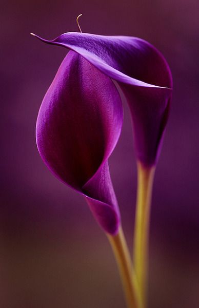 a purple flower with the words aurora giornata on it's back side