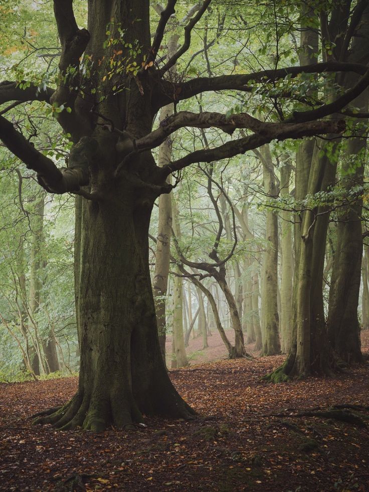 a large tree in the middle of a forest with lots of leaves on the ground