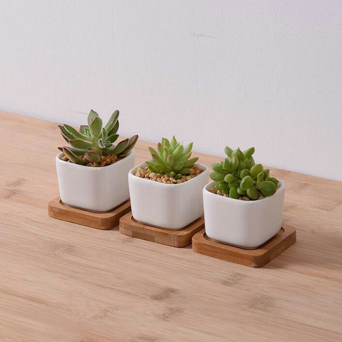 three small succulents in white pots on a wooden table