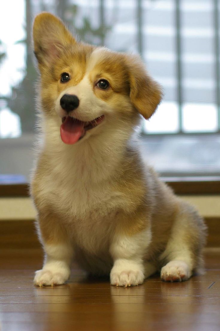 a small brown and white dog sitting on top of a wooden floor next to a window