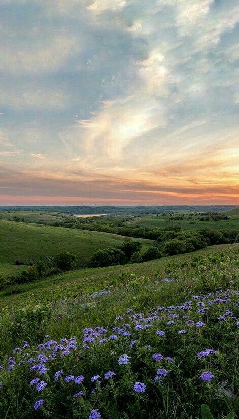 the sun is setting over an open field with wildflowers