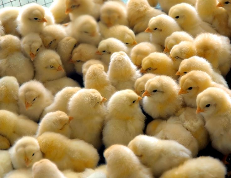 a large group of yellow chickens in a caged area with one baby chicken sitting on top of the other