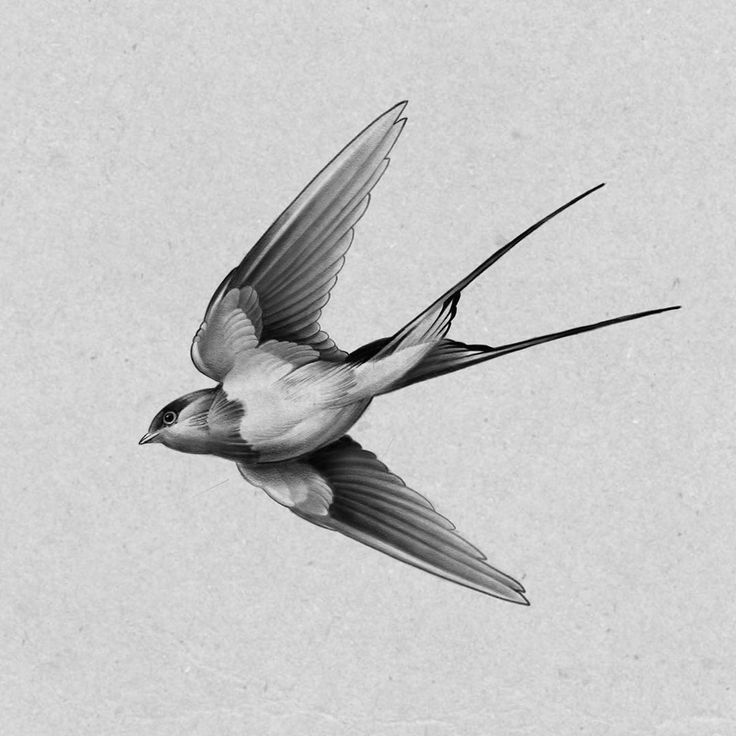 a black and white photo of a bird flying