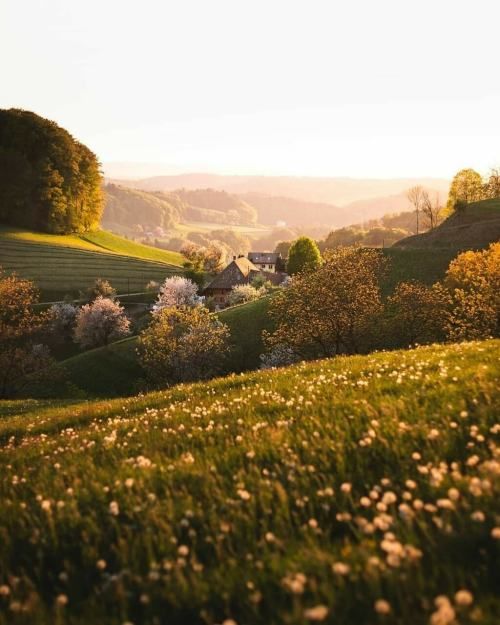 the sun shines brightly on a lush green hillside with flowers and trees in bloom