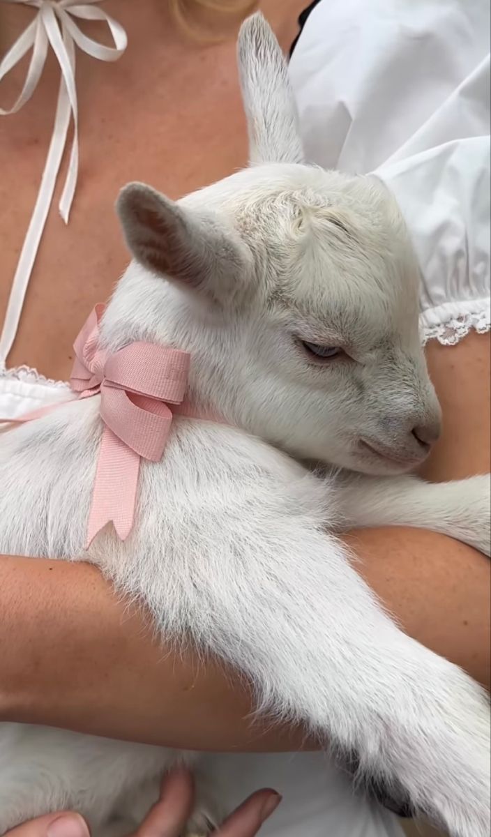 a woman is holding a baby goat wearing a pink ribbon on its neck and chest