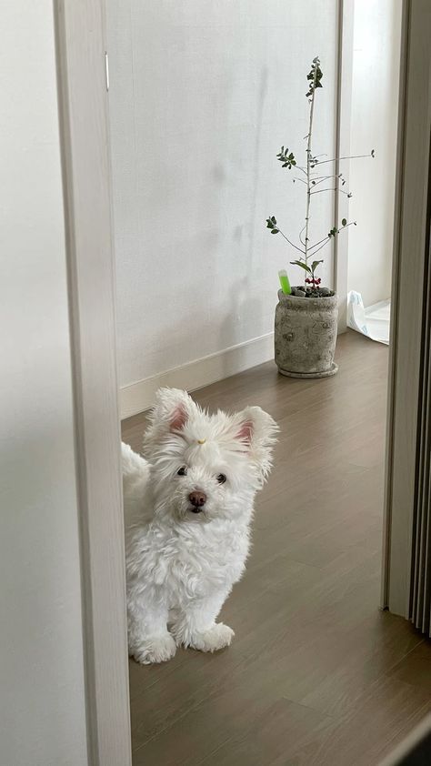 a small white dog sitting on top of a hard wood floor next to a potted plant