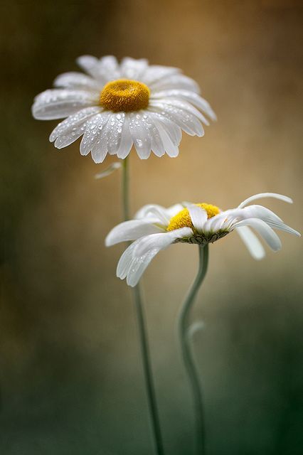 two white daisies with spanish words on them