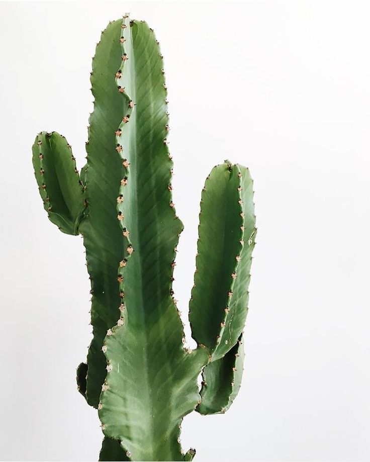 a large green cactus plant with lots of leaves