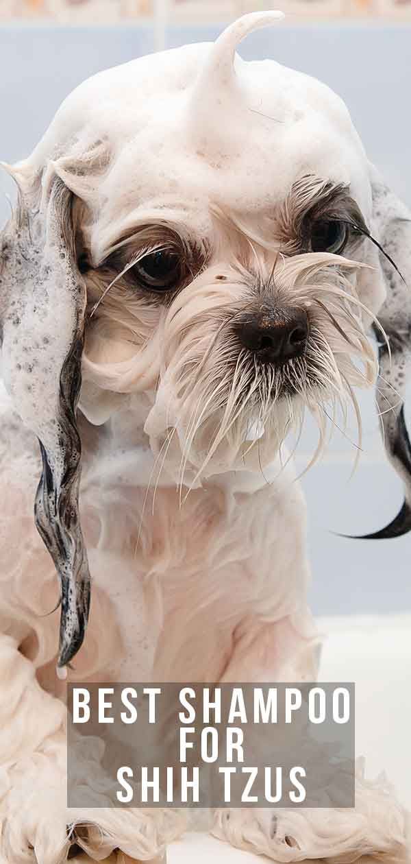 a white dog with wet fur on it's head and the words best shampoo for shih tzus