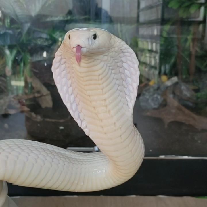 a close up of a statue of a white snake with its mouth open and tongue out