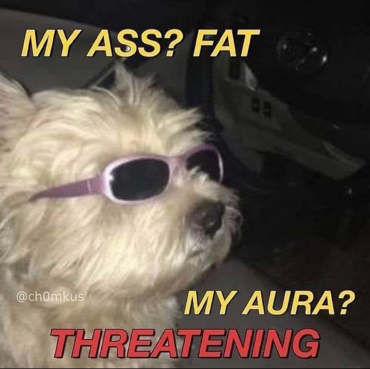 My Aura, Monday Mood, Reaction Pic, A Dog, Aura, Funny