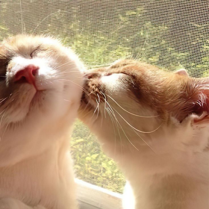 two white and brown cats are looking out the window at each other with their eyes closed