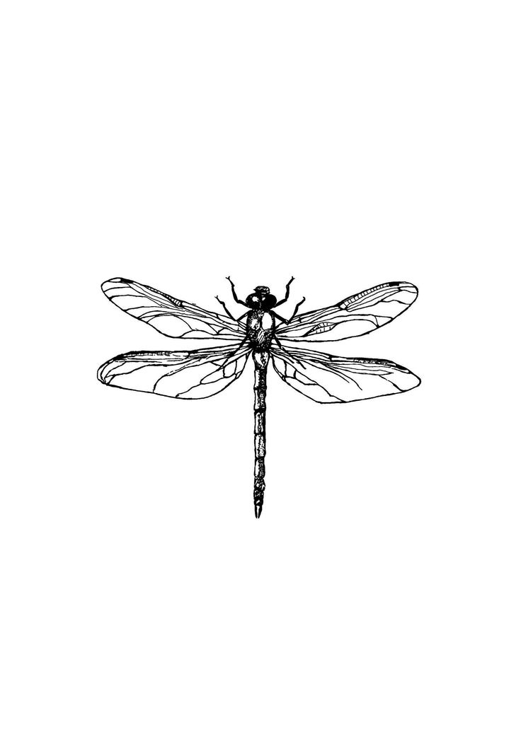 a black and white drawing of a dragonfly