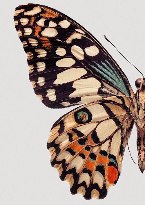 a black and white butterfly flying in the sky