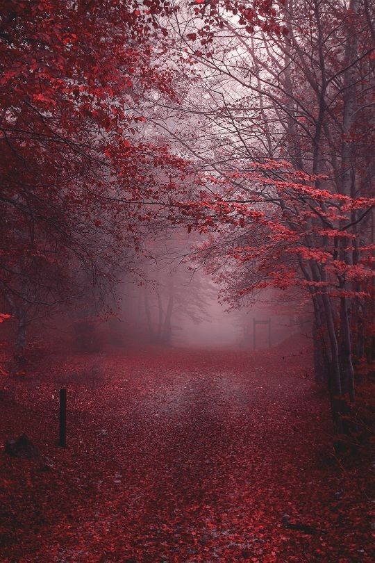 a red forest with lots of leaves on the ground