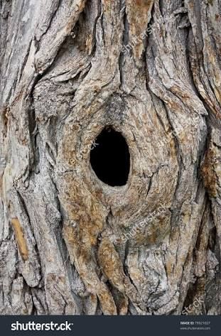 an old tree trunk with a hole in the center and bark on it's side