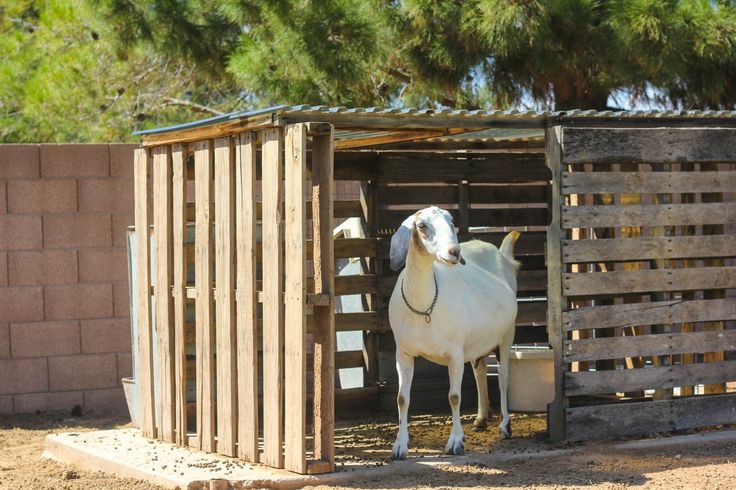 a white horse standing in front of a wooden box with it's head sticking out