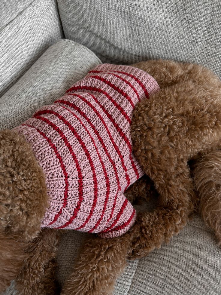 a brown dog wearing a red and white striped sweater sleeping on a couch with his head under the pillow