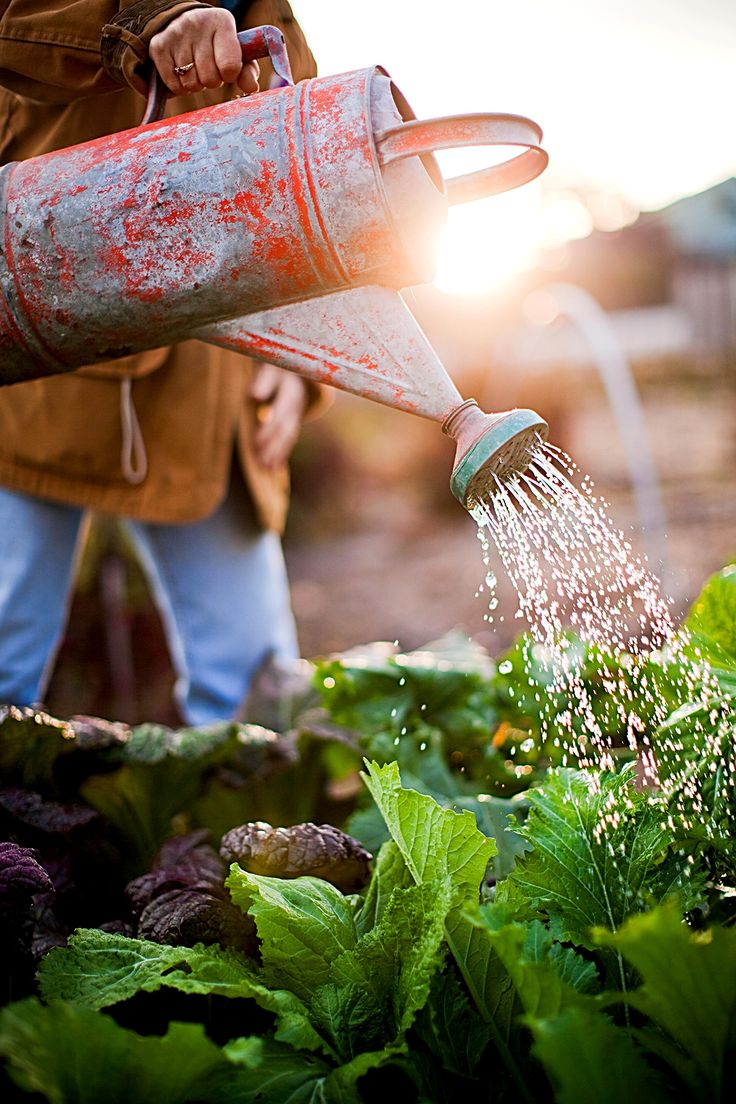 a person is watering plants in the garden