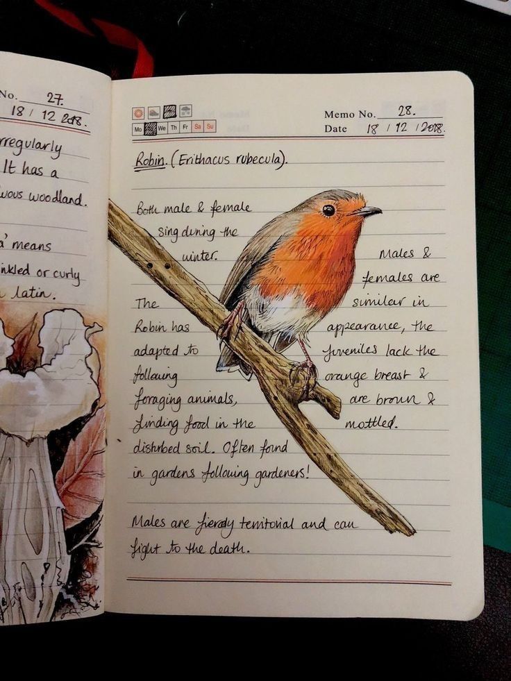 an open notebook with drawings of birds on the pages and writing in chinese characters below