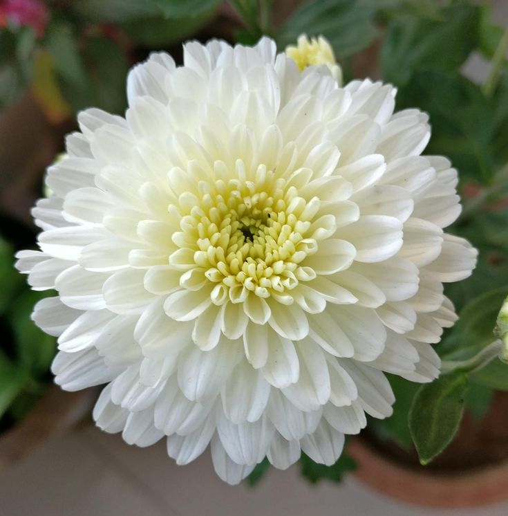 a large white flower in a pot with green leaves on the outside and yellow center