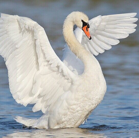 a white swan with its wings spread out in the water