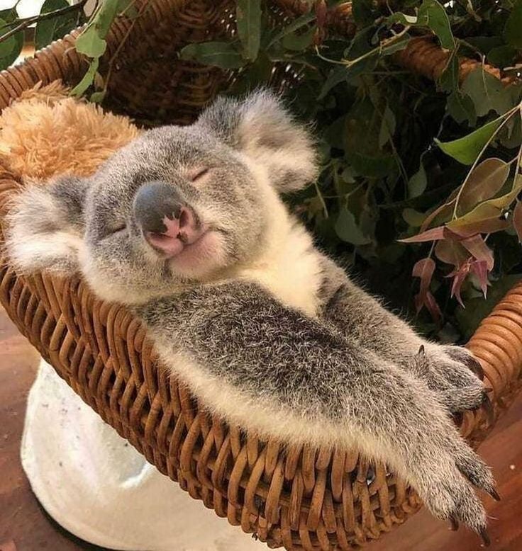 a koala sleeping in a wicker basket