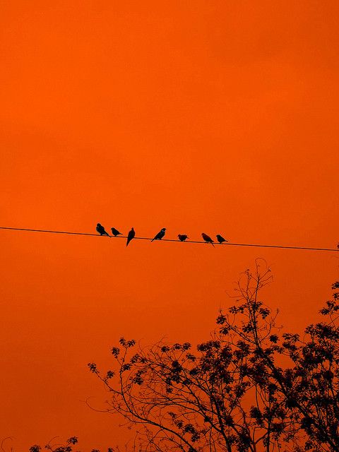 several birds sitting on an electric wire against the orange sky at sunset or dawn with trees in foreground