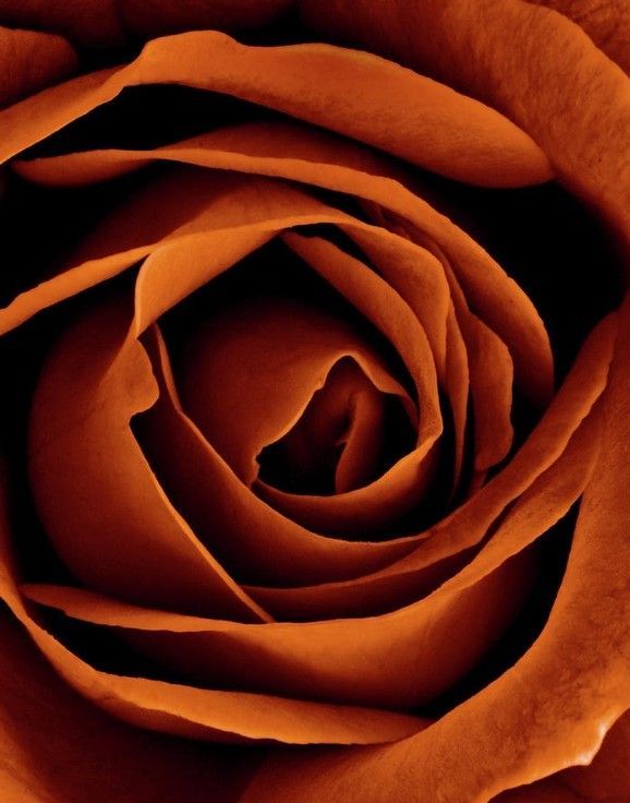 a close up view of a large orange rose