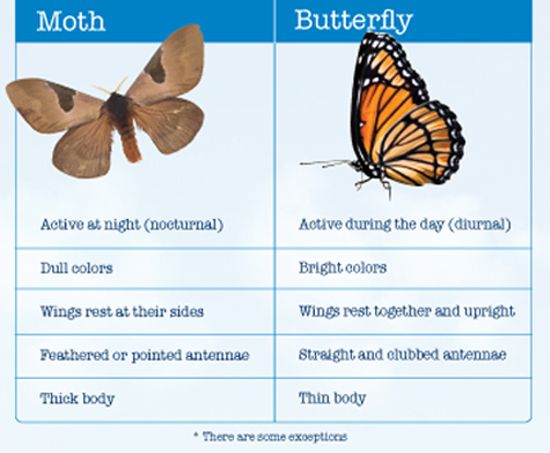 the differences between butterflies and moths