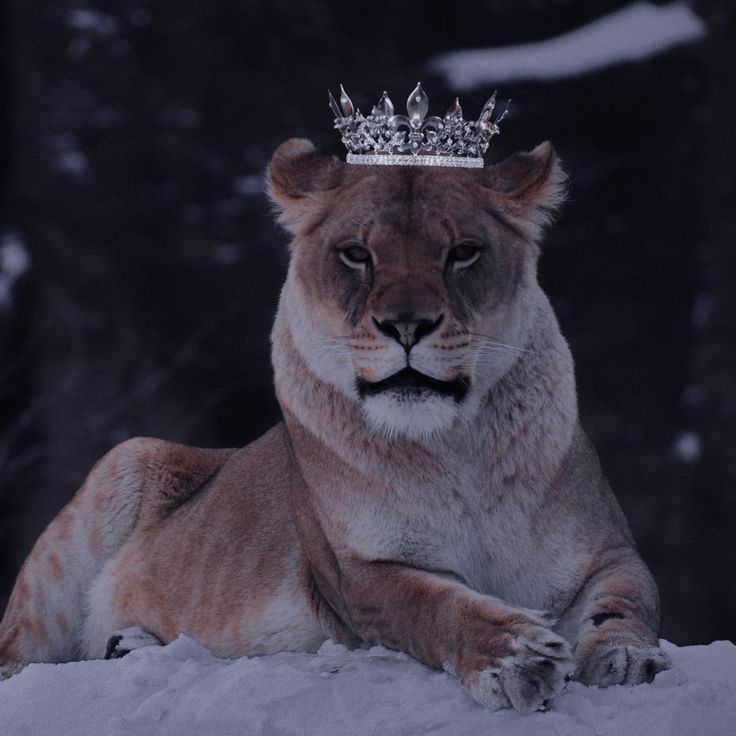 a lion wearing a tiara sitting in the snow