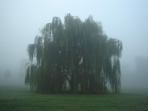 a foggy field with trees in the foreground