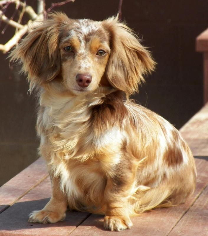 a brown and white dog sitting on top of a wooden bench