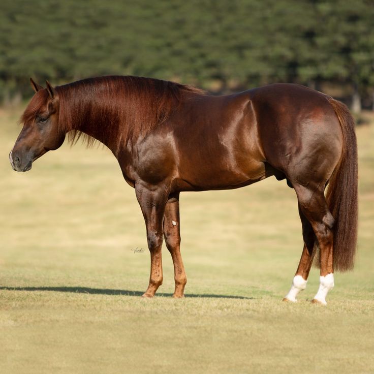 a large brown horse standing on top of a grass covered field with trees in the background