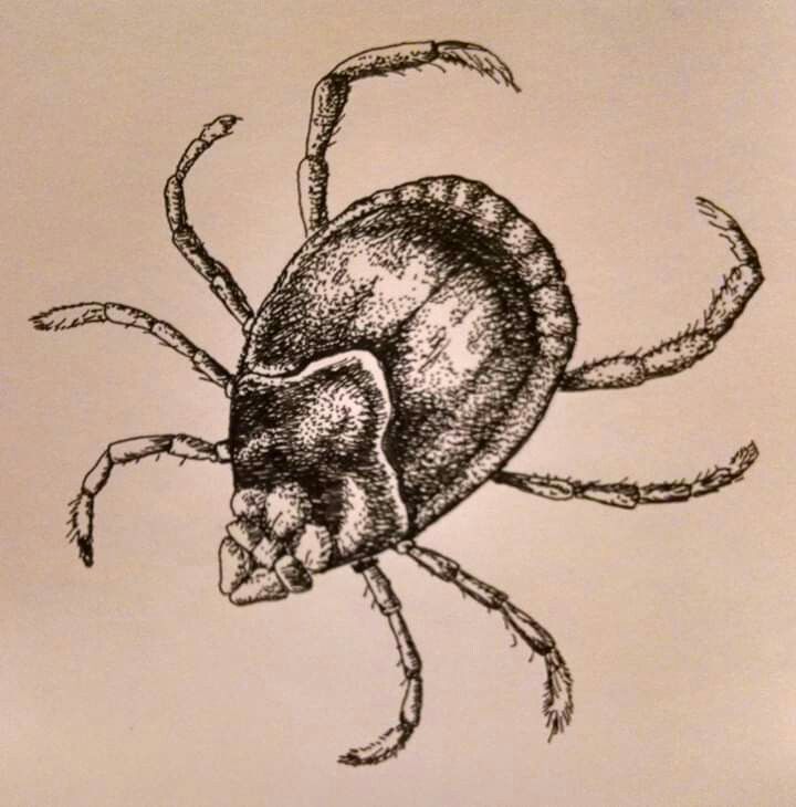 a drawing of a tick sitting on top of a piece of paper