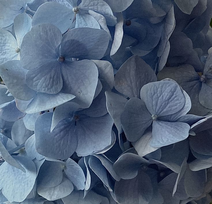 a close up view of blue hydrangeas in full bloom, with green leaves