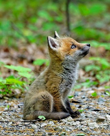 a baby fox sitting on the ground looking up