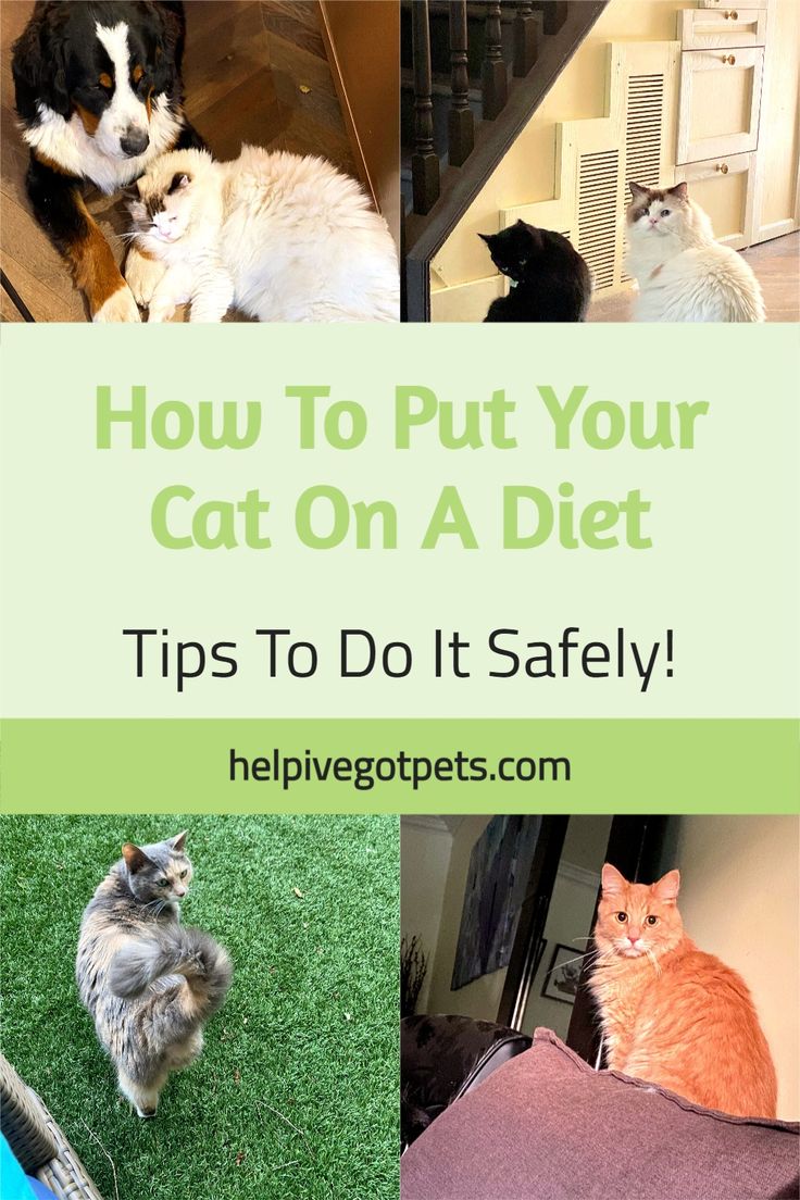 cats and dogs sitting on the ground with text overlay how to put your cat on a diet tips to do it safely