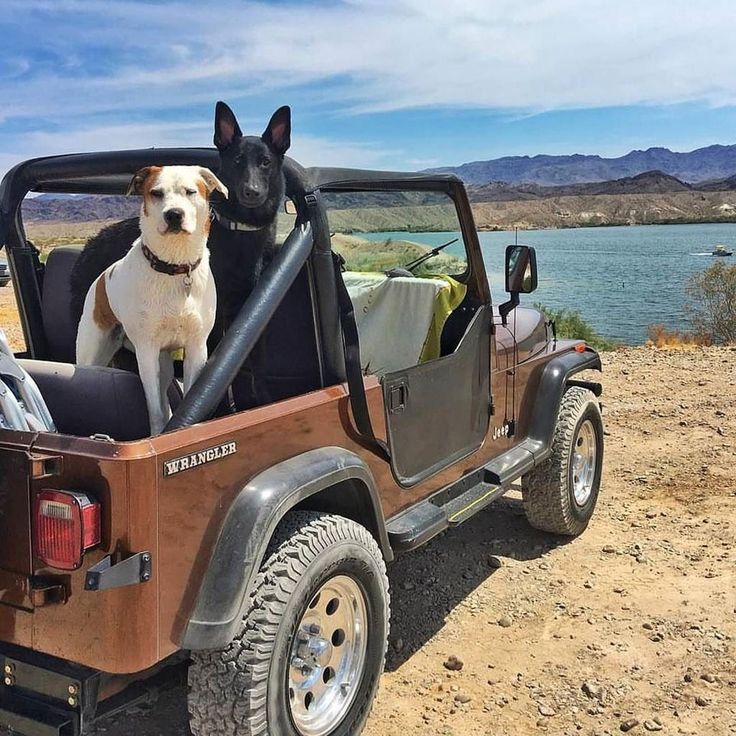 two dogs are sitting in the back of a jeep