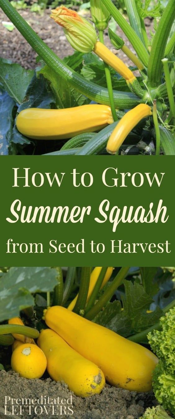 how to grow summer squash from seed to harvest