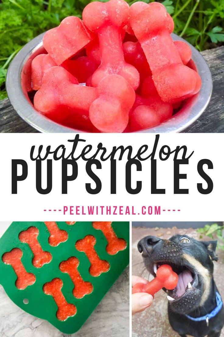 watermelon popsicles are the perfect treat for dogs