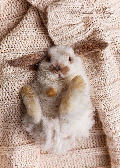 a small white rabbit laying on top of a blanket with its paws up in the air