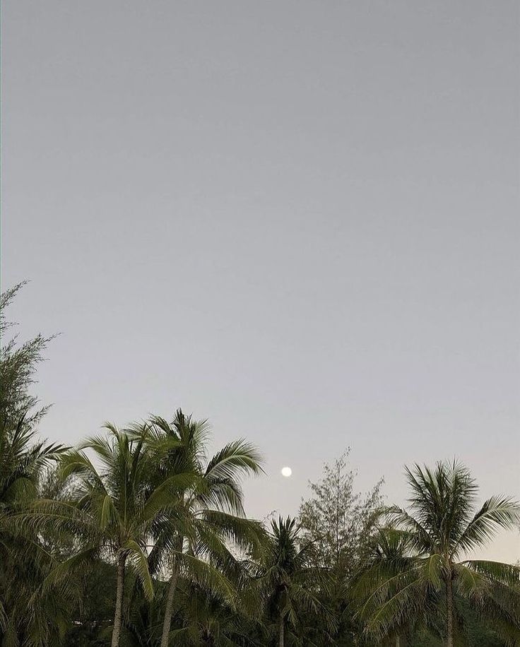 an airplane is flying in the sky with palm trees around it and a full moon