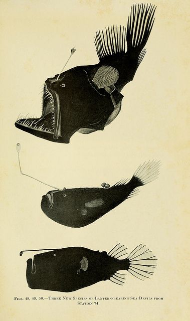 three different types of fish in black and white