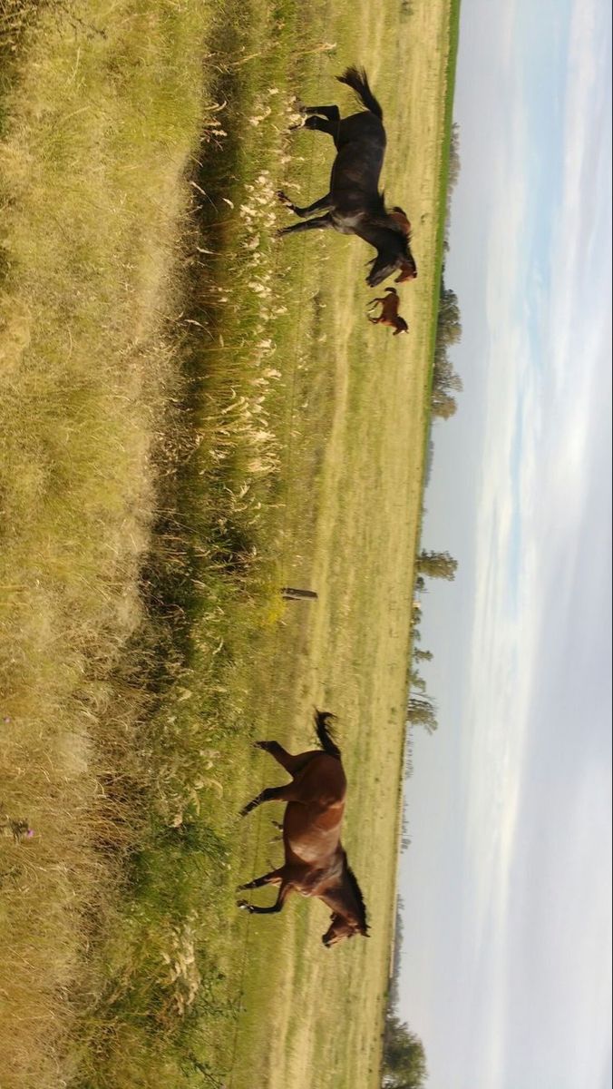 three horses running in the grass near each other