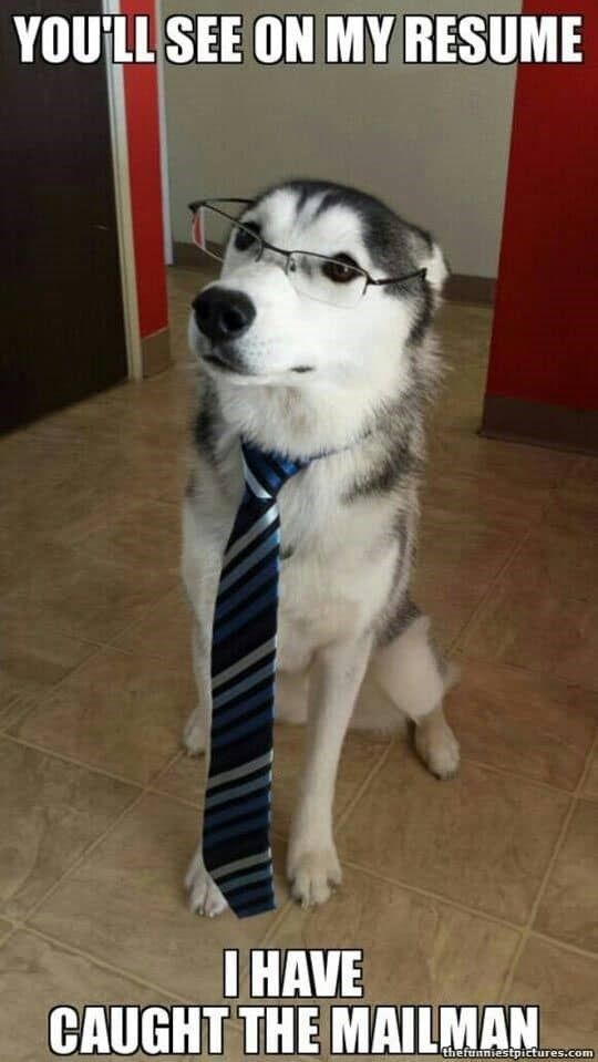 a husky wearing glasses and a tie with the caption you'll see on my resume i have caught the mailman