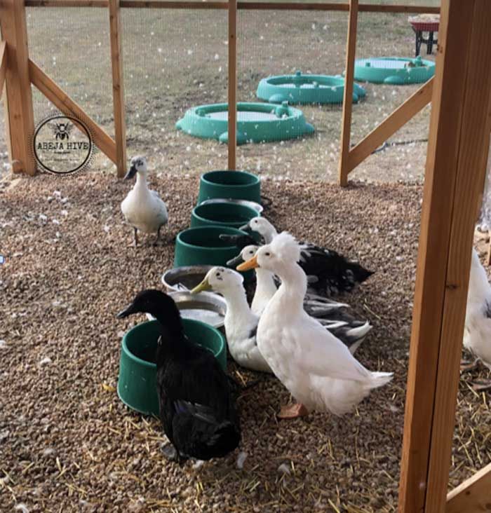 several ducks and geese in a pen at a park or farm with water bowls on the ground