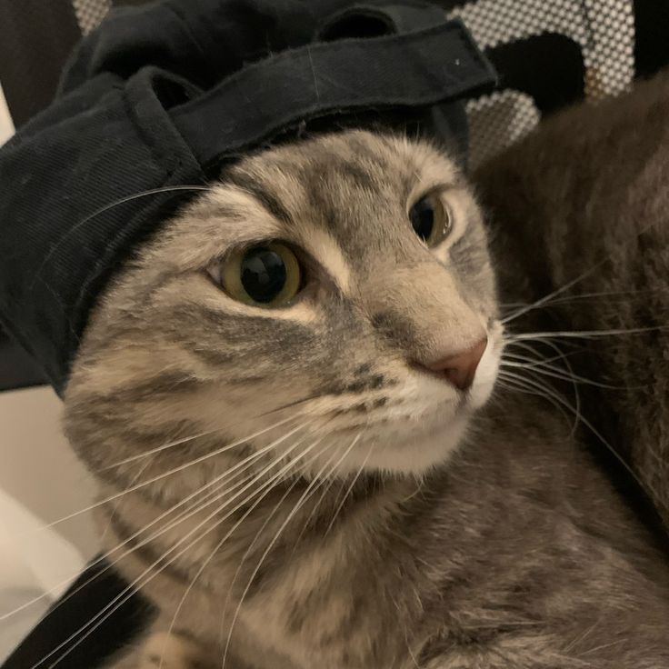 a cat with a hat on it's head